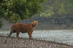 5 Reserves and Natinal Parks in West Bengal