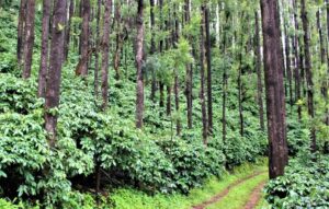 10 Things to do in Chikmagalur